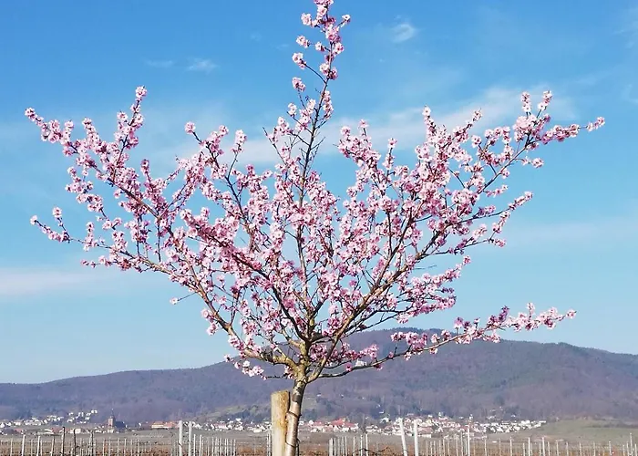 Rauwolf Mit 2 * Roschbach